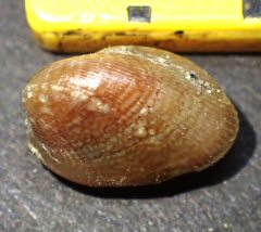 &copy;  Thijs de Boer